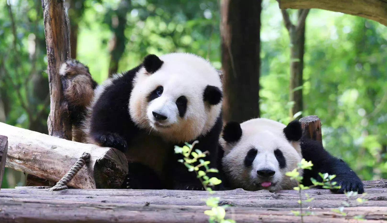 熊猫版的小苹果:大熊猫花花“熊猫界女顶流”，2020年就被企业认养